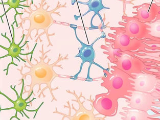depiction of body cells in different colors