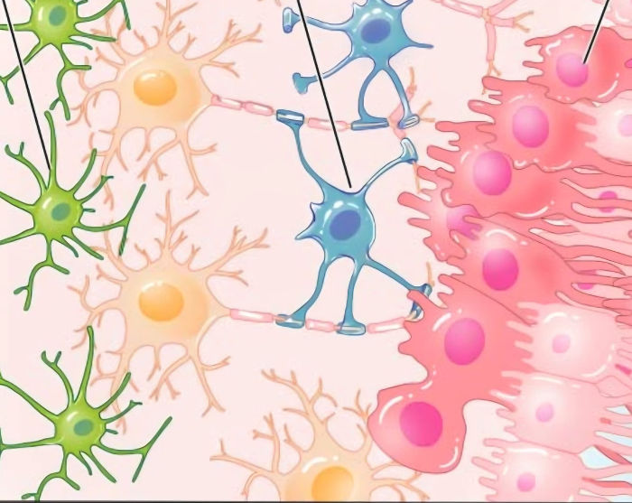 depiction of body cells in different colors