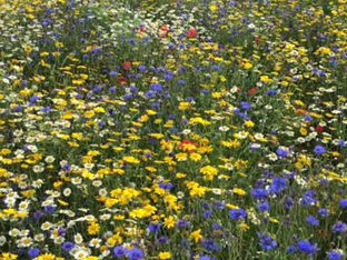A vibrant meadow filled with yellow, purple, and white wildflowers under natural light, creating a cheerful and colorful scene.