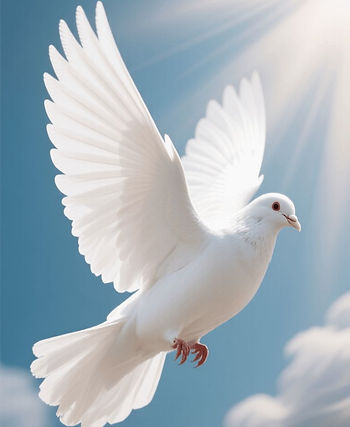 White dove in flight against a blue sky, wings spread wide. Sunlight streams from the top right, creating a serene, peaceful mood.