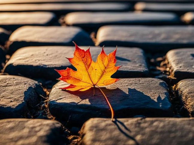 fallen leaf