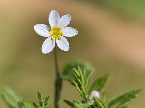 A tiny flower