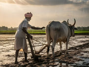 A farmer plows a muddy field with oxen under a cloudy sky, wearing a white outfit and pink turban. Raindrops are visible, evoking a calm mood.