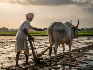 A farmer plows a muddy field with oxen under a cloudy sky, wearing a white outfit and pink turban. Raindrops are visible, evoking a calm mood.