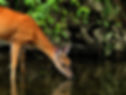 A brown deer drinks from a calm pond, surrounded by lush green foliage. The setting conveys a serene, natural atmosphere.
