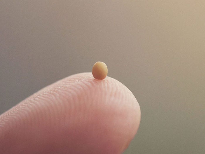 Mustard seed