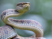 Image of a Snake