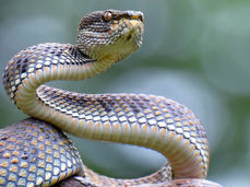 Image of a snake