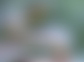 Image of a snake