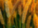 Golden wheat stalks with vibrant hues sway gently in a sunlit field. The mood is warm and serene. No visible text.