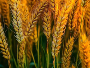 Golden wheat stalks with vibrant hues sway gently in a sunlit field. The mood is warm and serene. No visible text.
