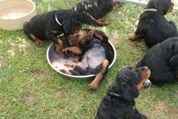 Pups