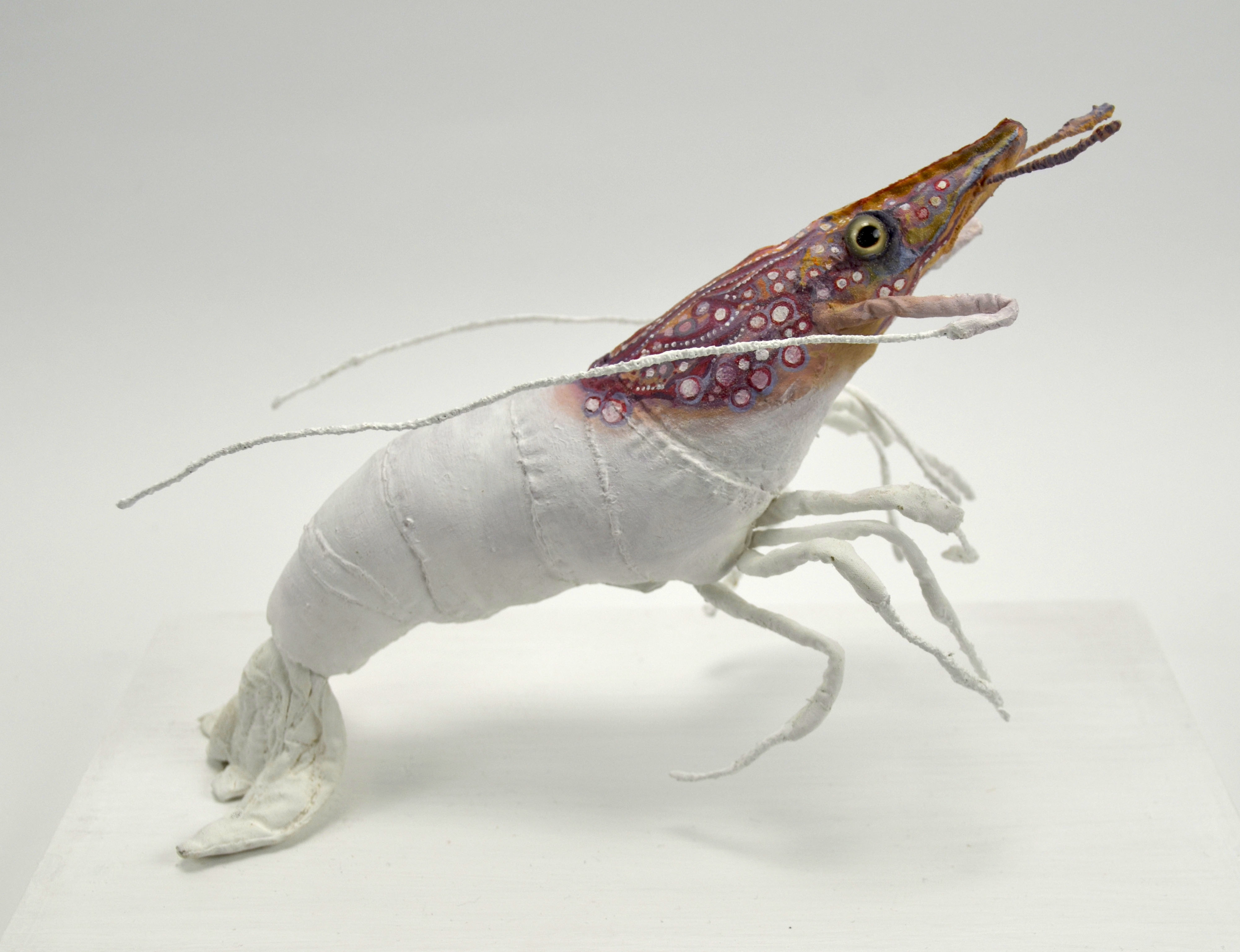 The Cave dweller (Hinge-Beak Prawn) side view