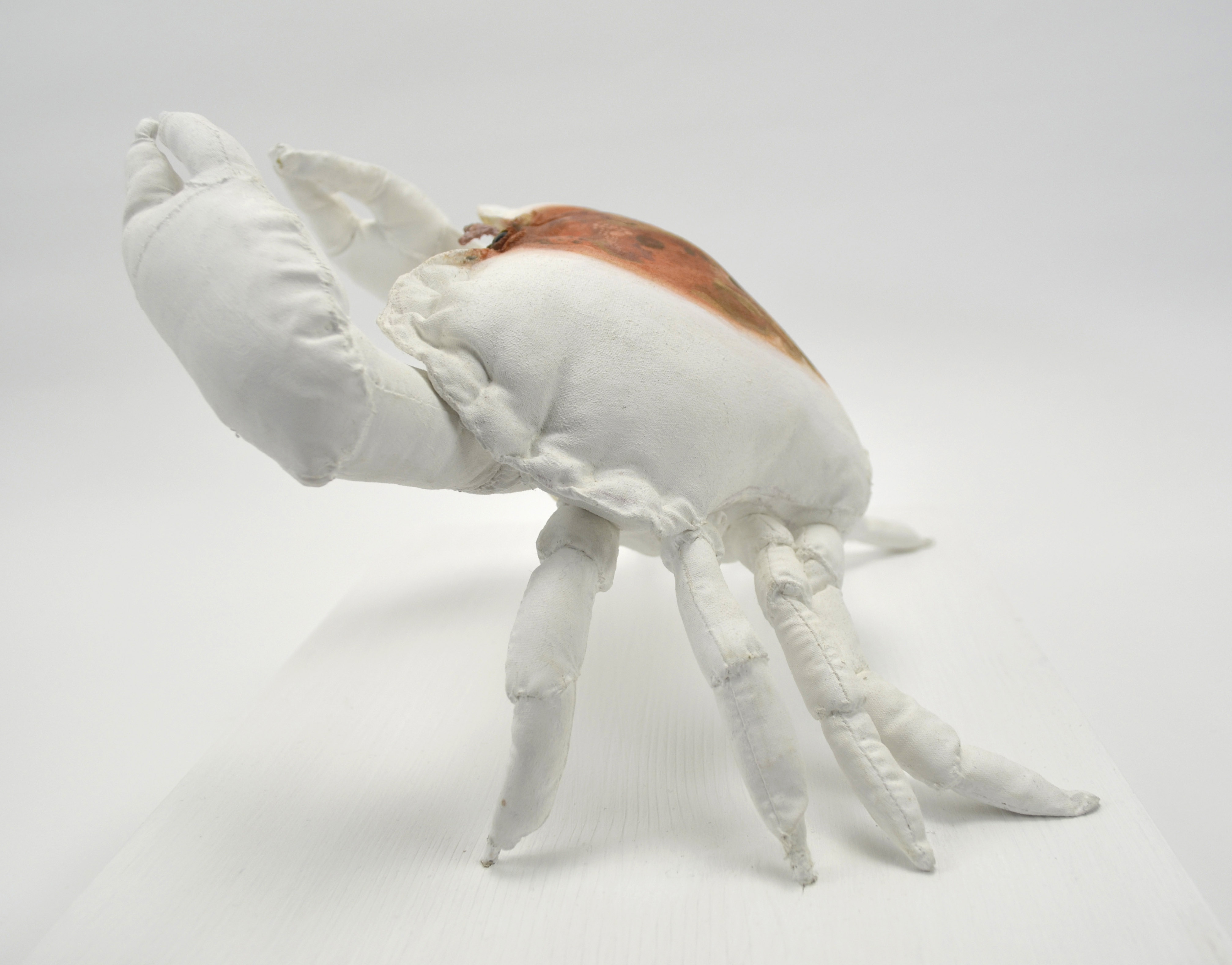 The Defender (Edible Crab) side view