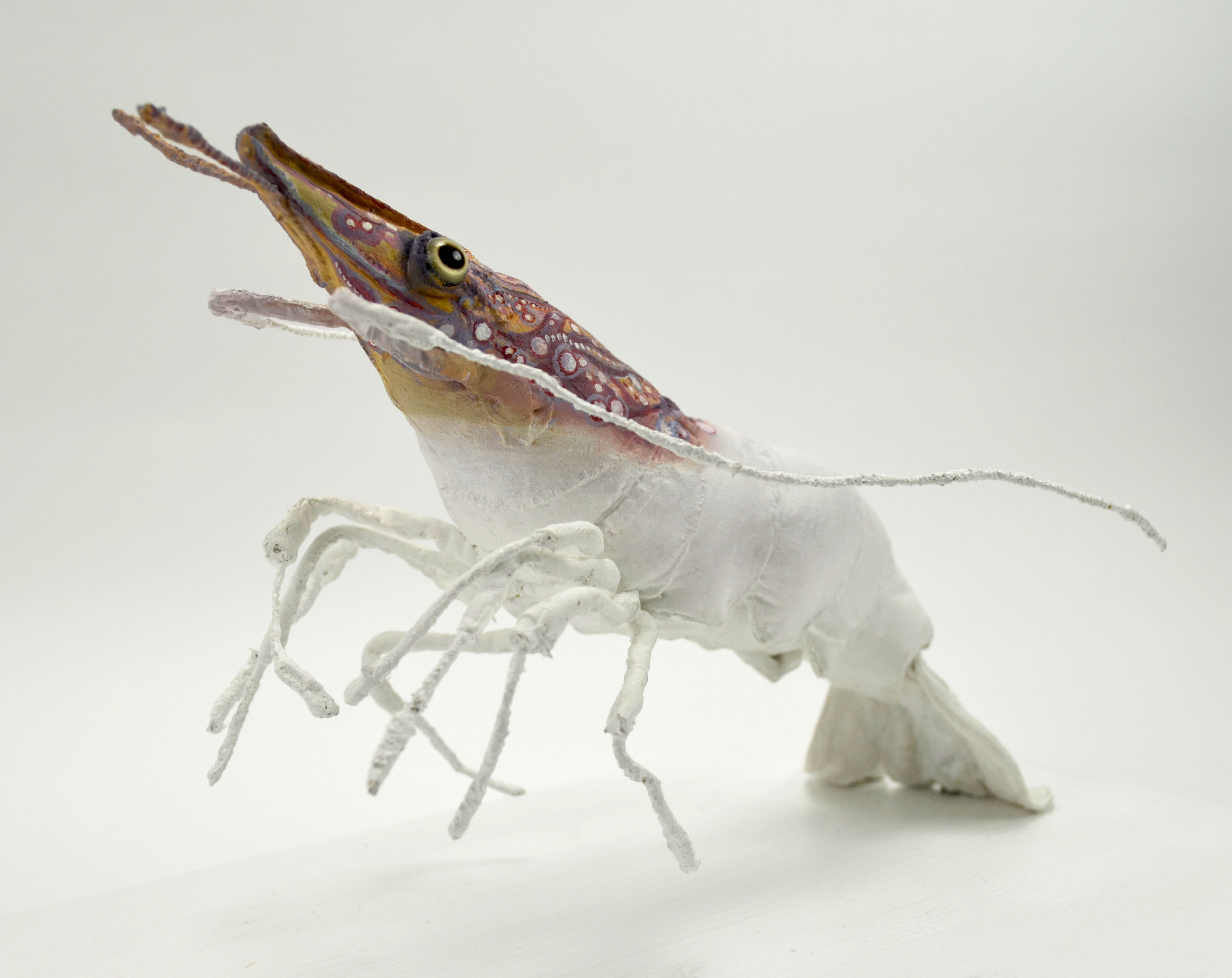 The Cave dweller (Hinge-Beak Prawn) front view