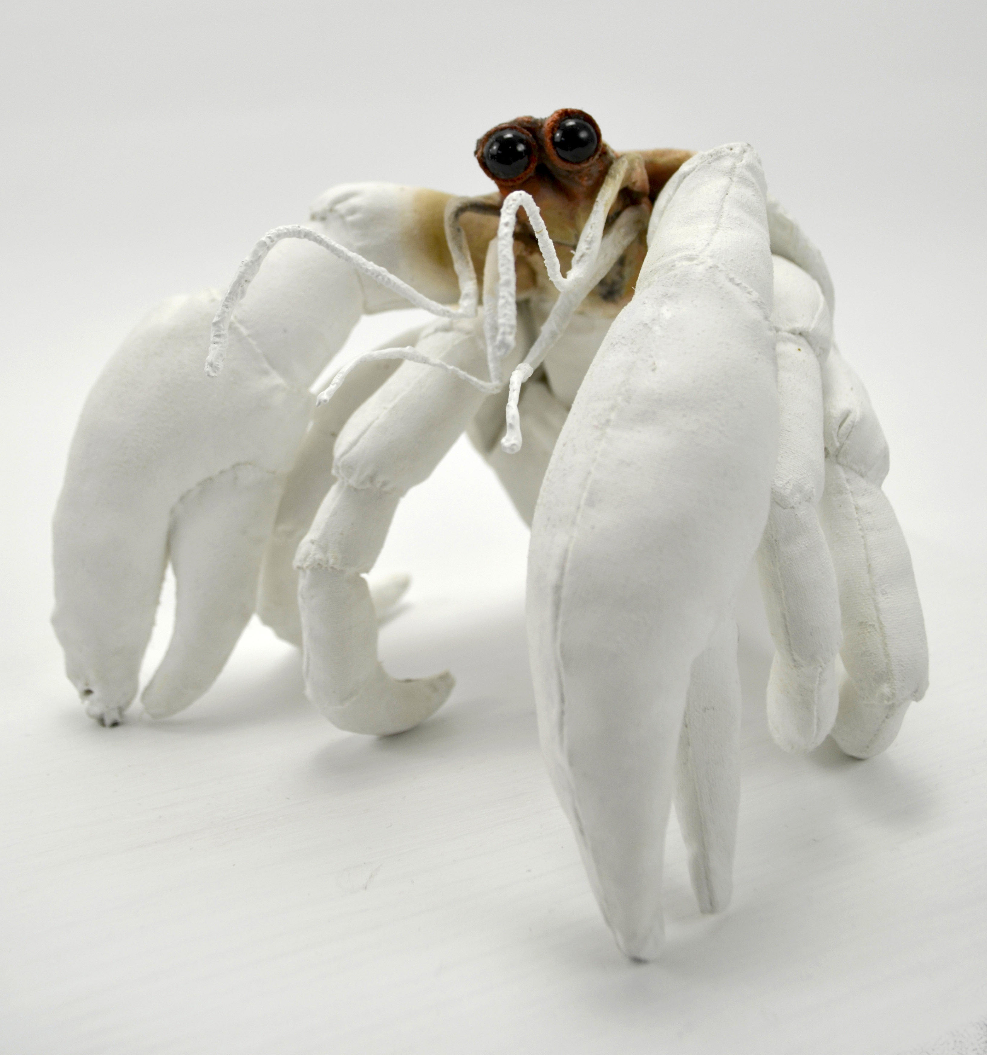 The Recluse (Hermit crab) front view 2