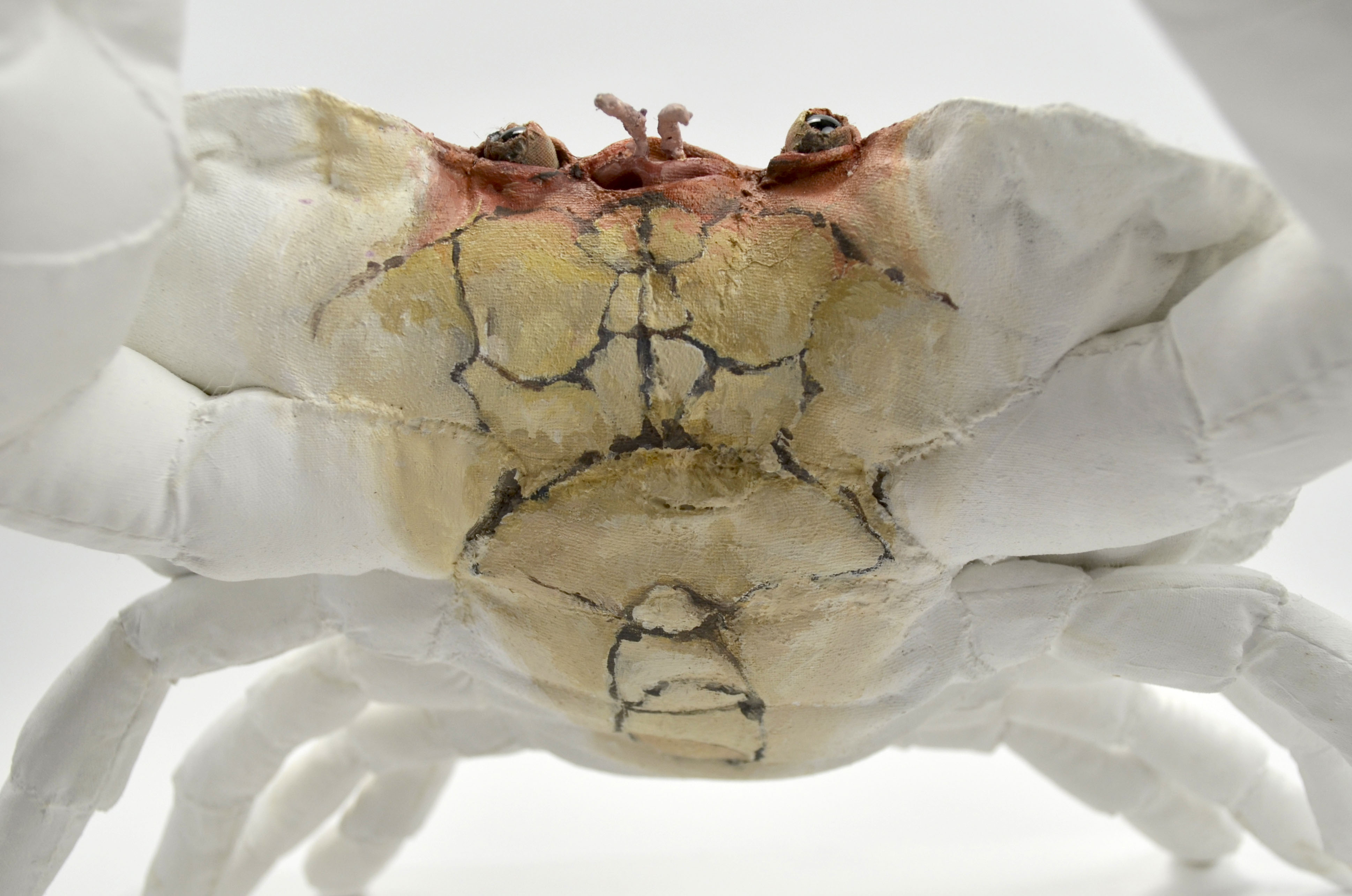 The Defender (Edible Crab) detail