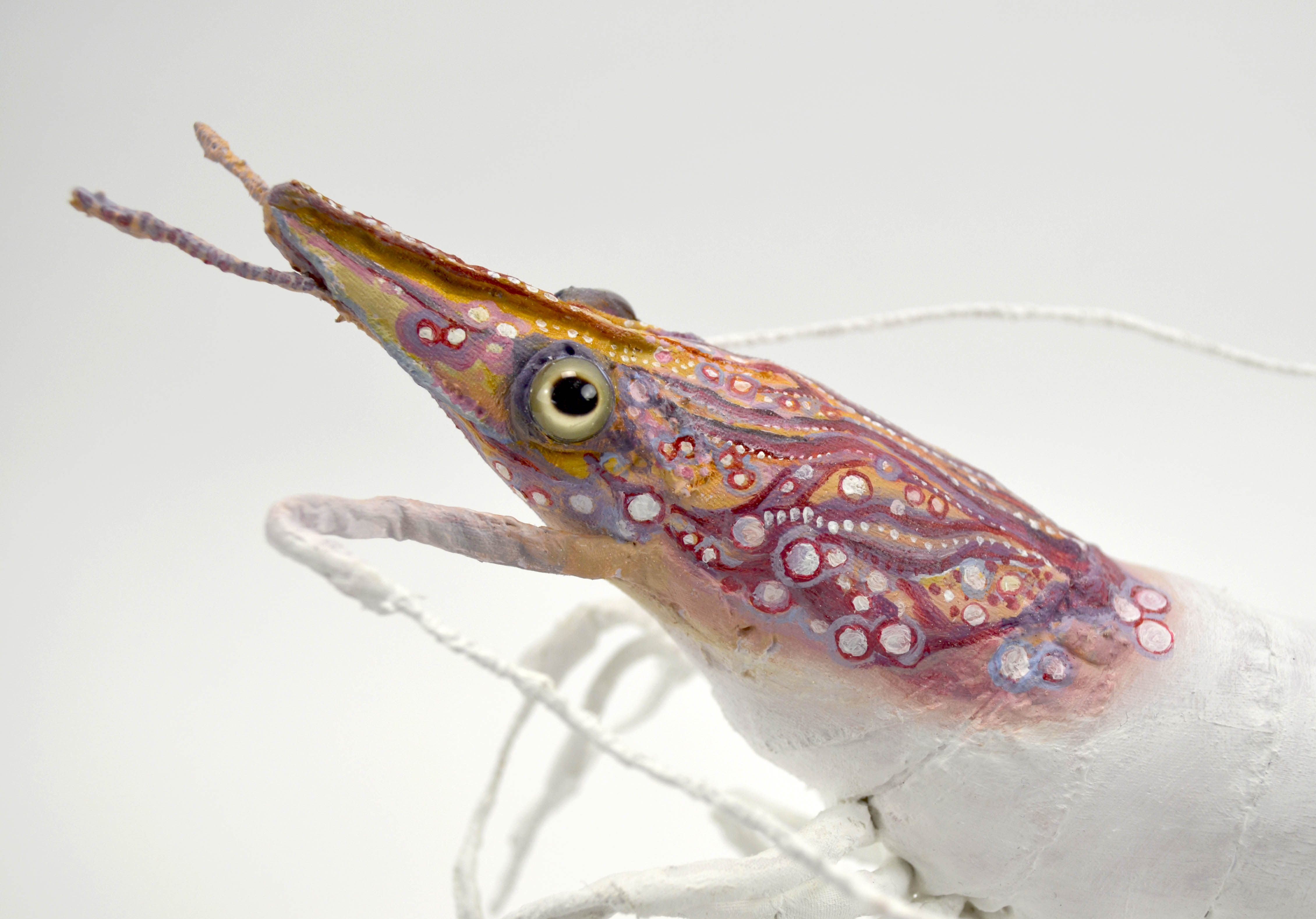 The Cave dweller (Hinge-Beak Prawn)