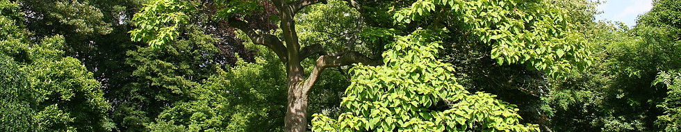 Paulownia_tomentosa-porte.jpg
