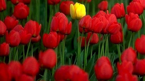 Quando a flor fala e diz