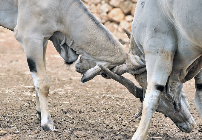 We don't have to lock horns