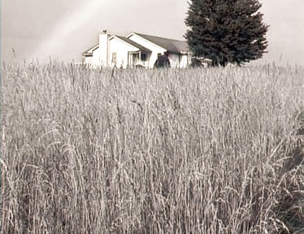 The Little White House - An Introduction into Something New