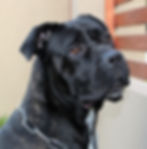 Thumbnail: COCO
