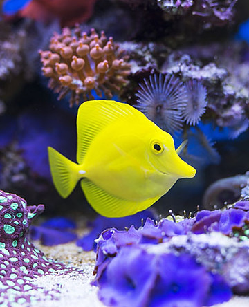 yellow tang.jpg