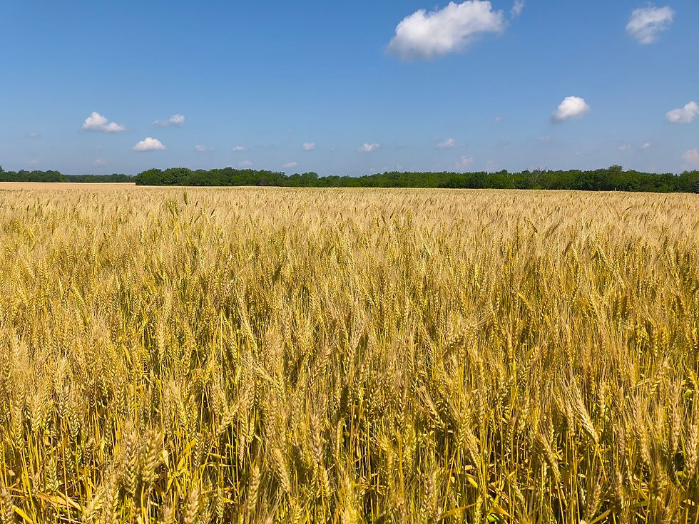 Soil Health Innovative Field Day