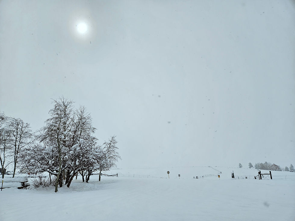 Snowy landscape with snow-covered trees and fields surrounded by fences
