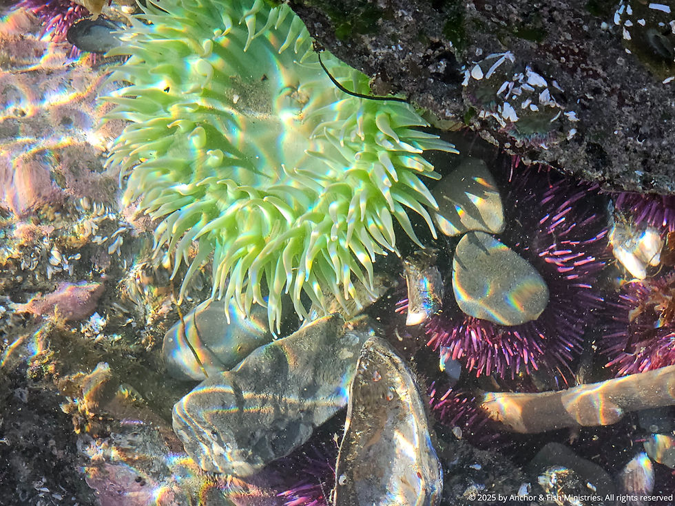 Green sea anemone in tide pool