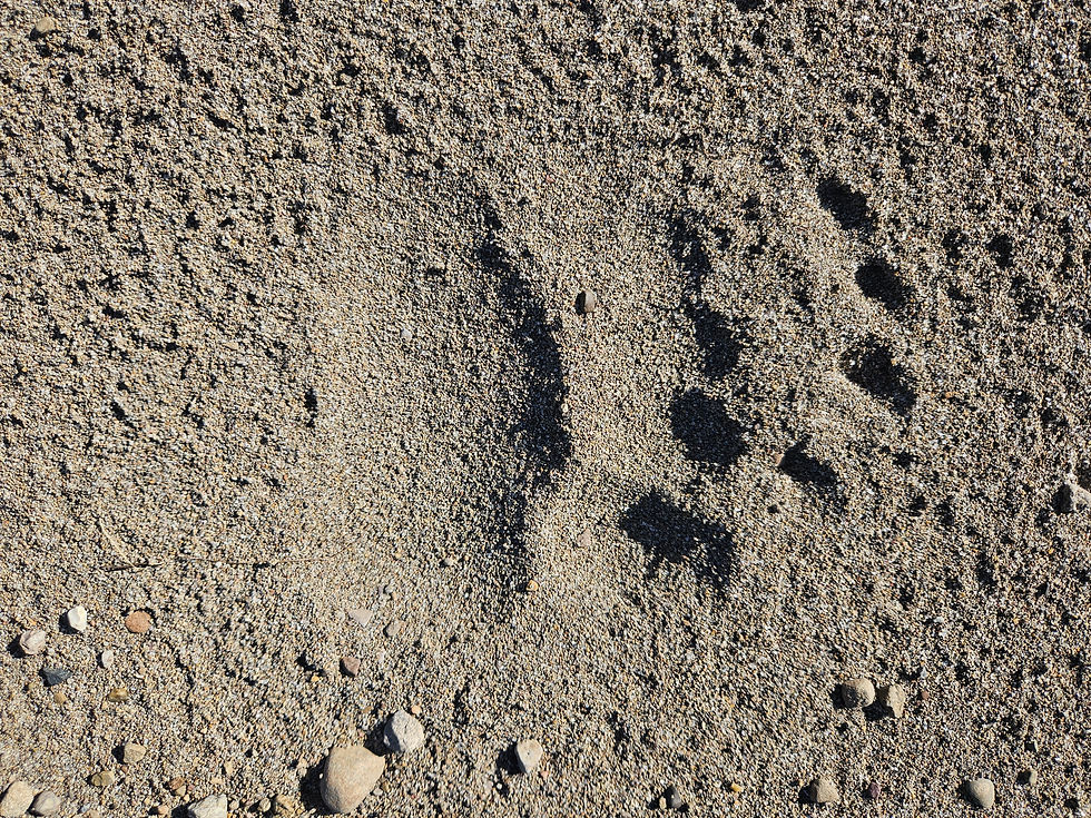 Grizzly bear front paw mark in sand.