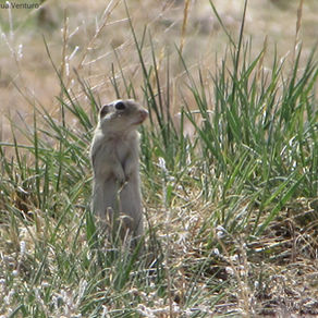 Patriotic Squirrels