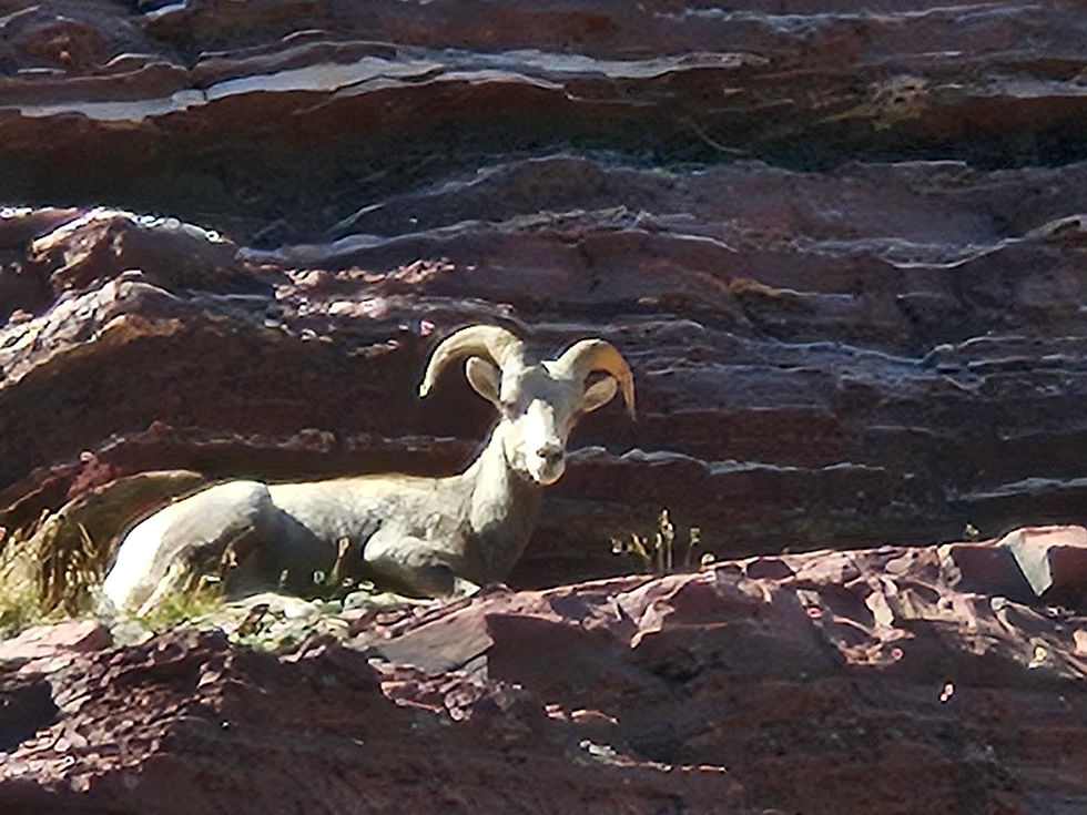 Bighorn sheep lying on brown ledge with striated rock showing above. Post gives some interesting facts about bighorn sheep such as habits and habitat and also talks about our experience looking for bighorn sheep!