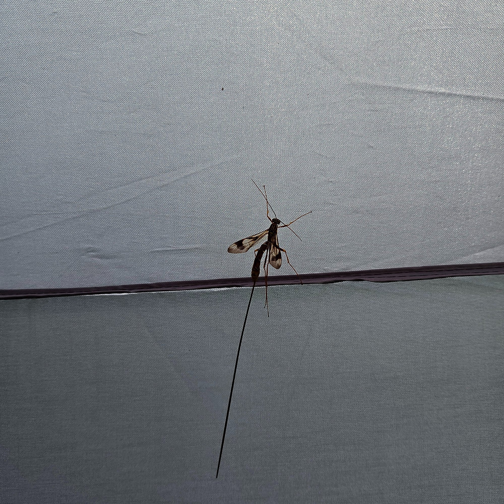 Kinger Insects Is That a Stinger?