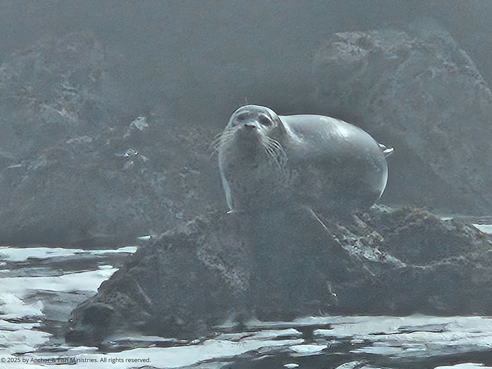 Fur seal resting on a rock