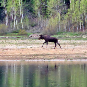 Bruce the Moose