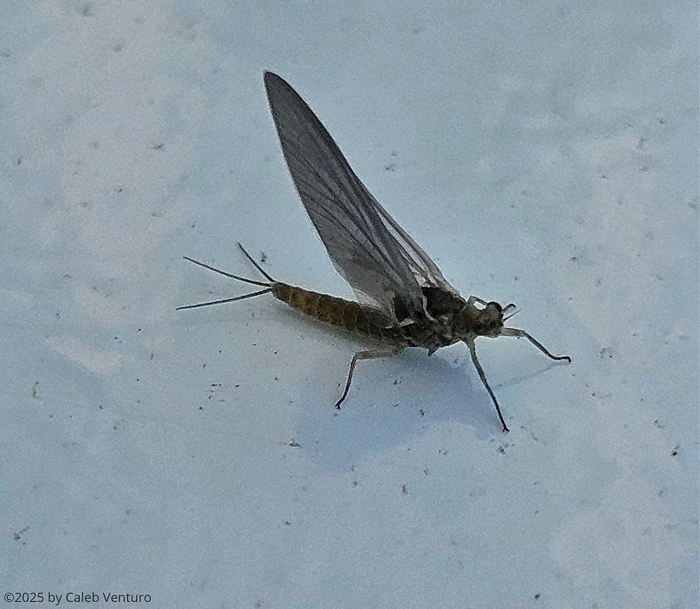 mayfly over a white background.