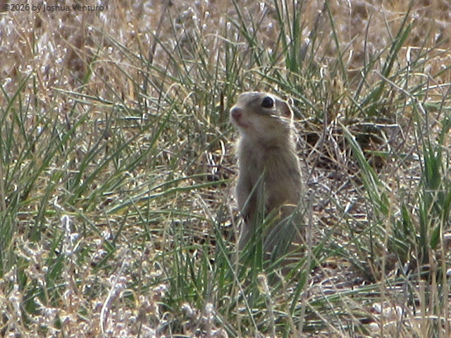 Thirteen-lined Ground Squirrel standing in the grass.