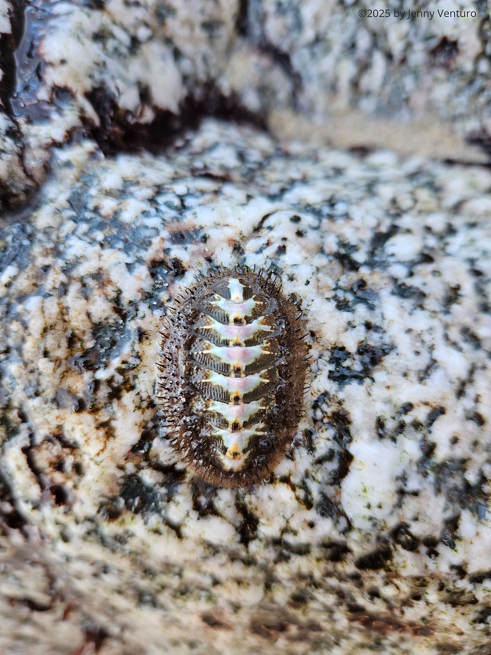 chiton resting on wet granite rock, information about habits and diet of chitons