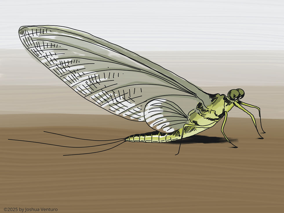 mayfly on a brown surface.