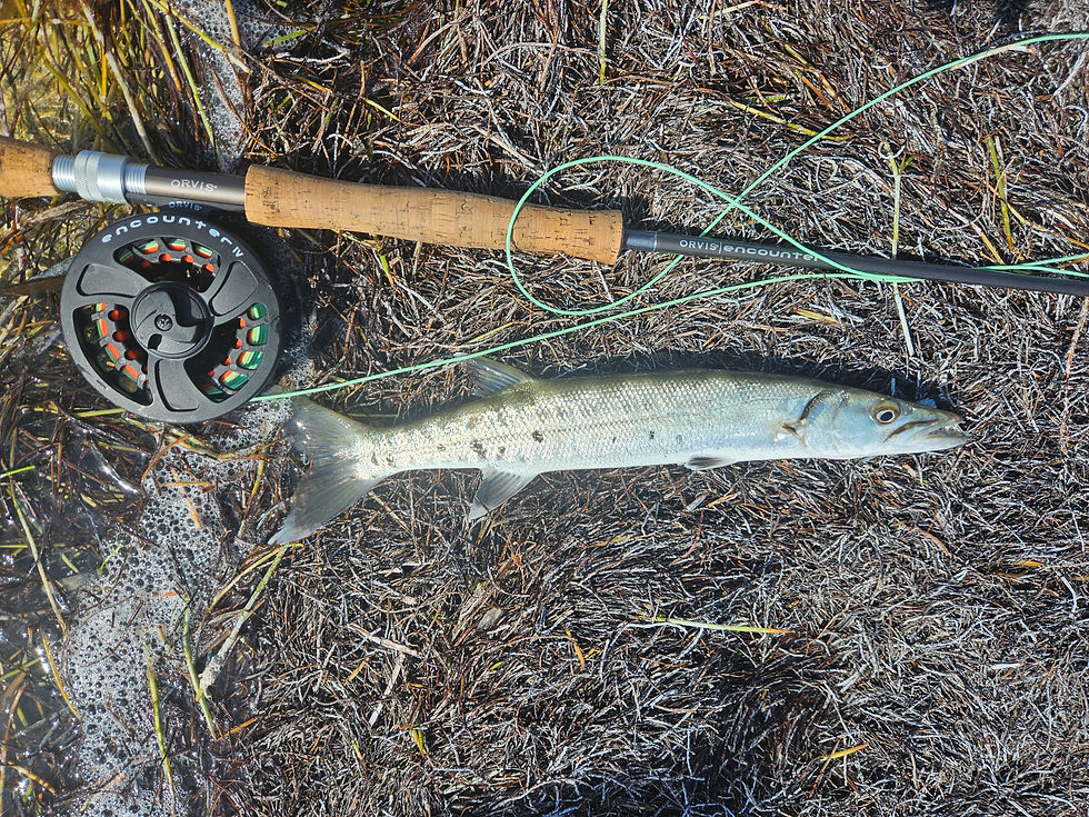 A barracuda lying on the ground next to a fly rod