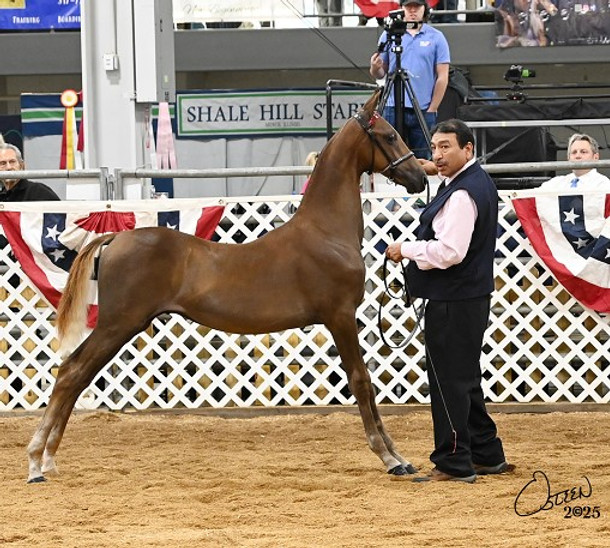 2025 Weanling Champion2.jpg