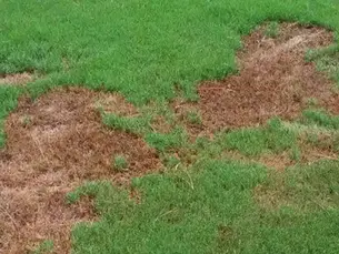 The Importance of Preventing Fungal Diseases in Your Lawn