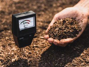 Soil pH Matters: Why Lime Could Save Your Georgia Lawn