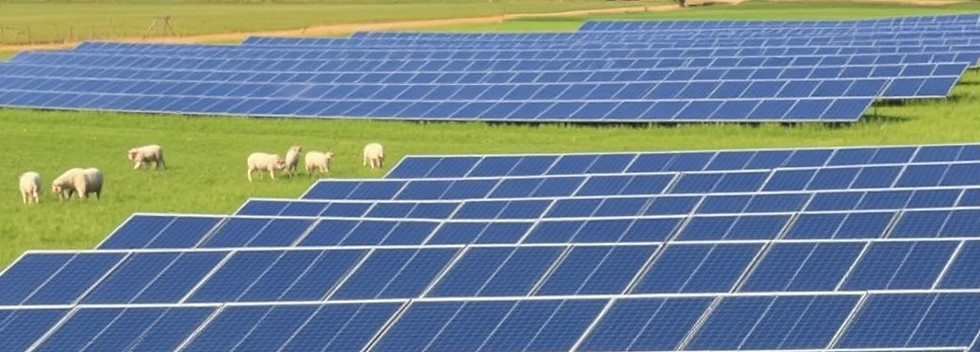 solar panels with sheep grazing with a factory in the background.jpg