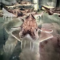 Juvenile sturgeon