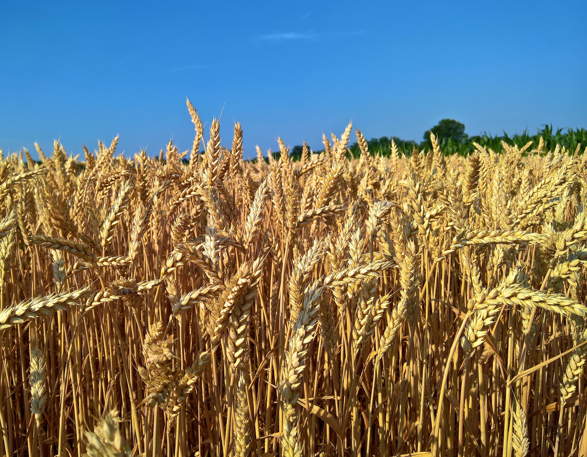 Agricultura