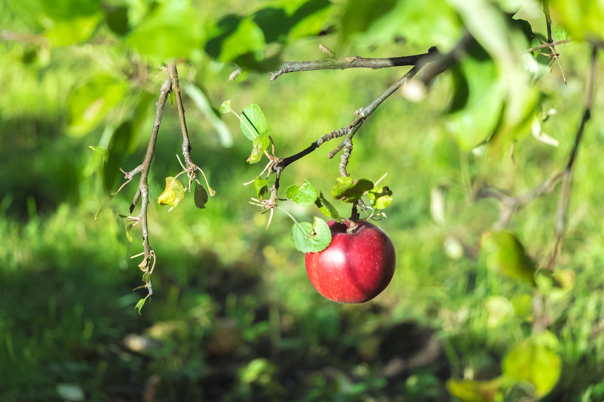 Fruticultura