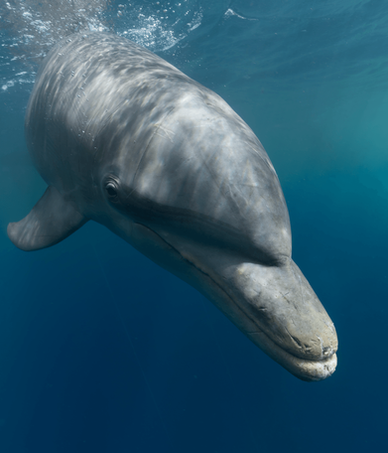 Portrait de Dauphin